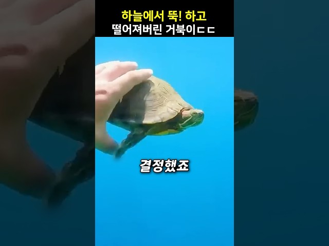 하늘에서 뚝! 하고 떨어져버린 거북이ㄷㄷ