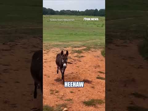 Click to play Video