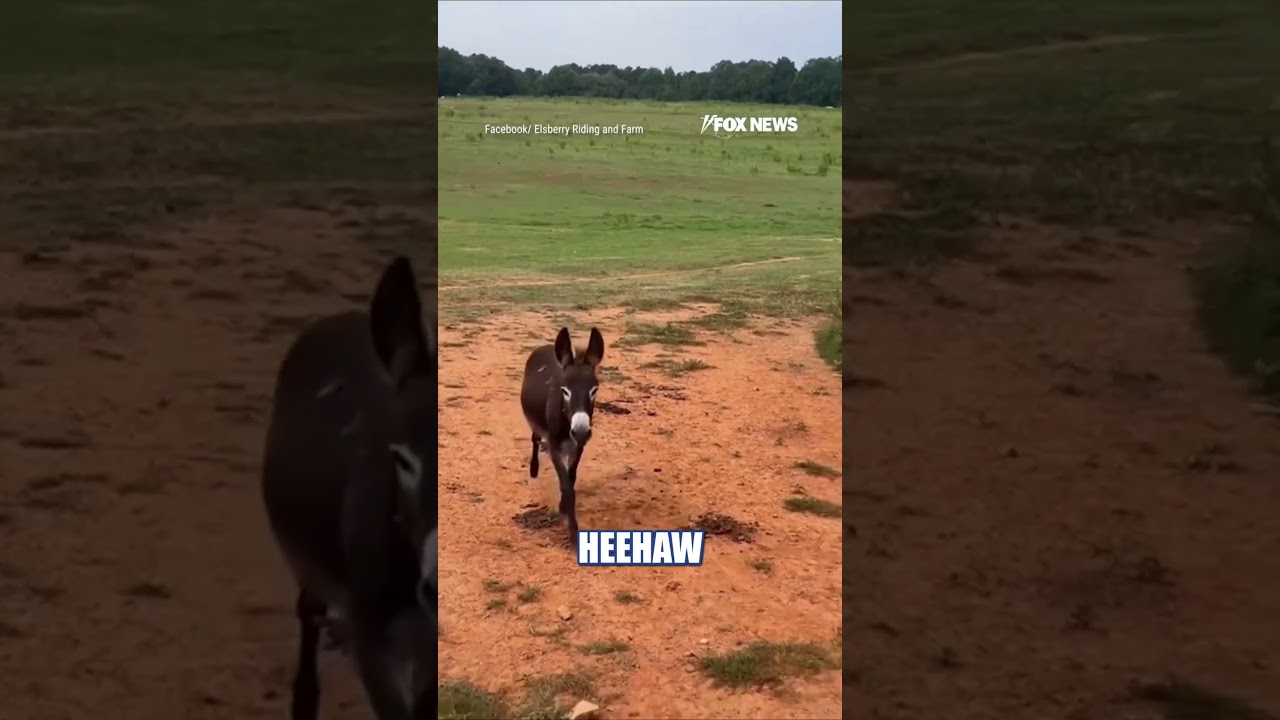 Family DEMANDS justice after police shoot baby donkey #shorts #us #news #foxnews