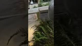 Portland Oregon,July 4th "ANTIFA" Building Protest,1st time I met Chandler patey 2025