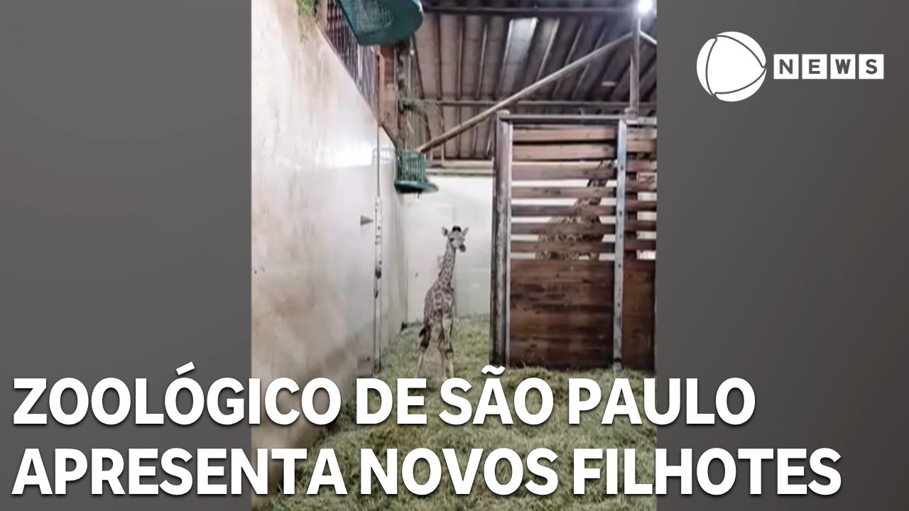 Zoológico de São Paulo apresenta novos filhotes de girafa e canguru TV Online Zoológico de São Paulo apresenta novos filhotes de girafa e canguru