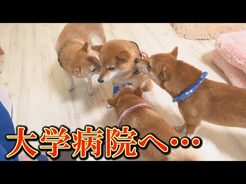 柴犬が繰り広げる感動のドラマに、涙が止まりません・・・ サムネイル