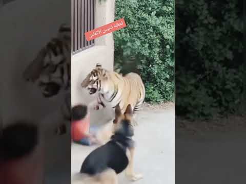 What if the dog wasn't there? What would have happened to this baby!