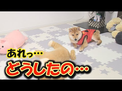 楽しく遊んでいたのに突然、子犬が何かに取り憑かれたように奇妙な行動をとり始めました・・・