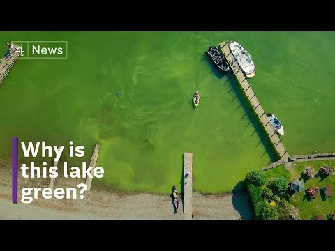 Lake Windermere - why swimmer health could be at risk in World Heritage waters