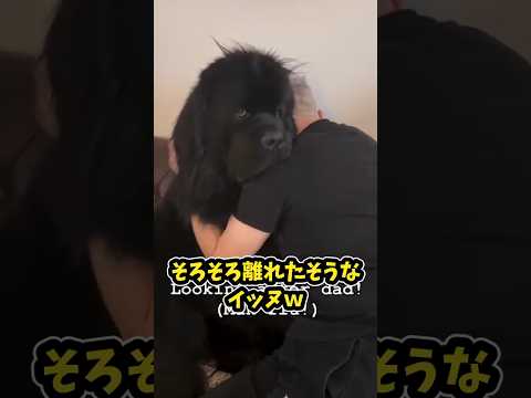 仕事で疲れたお前らに贈る笑いと癒しのデカワンコ5選ww　#大型犬 #笑える #癒し #大型犬のいる生活 #大型犬のいる暮らし #元気になる動画 サムネイル