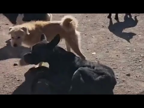 King charles dog maintaining order in the pack || King charles alpha dog Aura