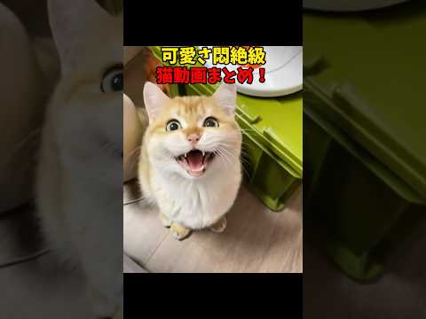 猫の動画サムネイル - ぐぬぁっっっ/// #猫 #cat #cats #cute