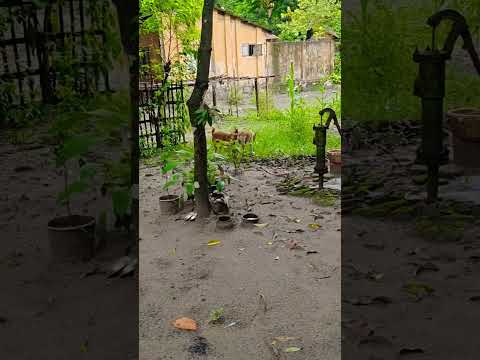 Doggy Playing with Friends #doggie #playing #friends