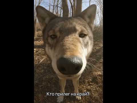 Серенький волчок