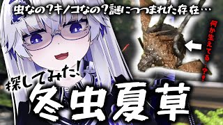 【冬虫夏草】知る人ぞ知る"幻"のキノコを探したら意外な結果に…！？！？？【VEE/亞生うぱる】
