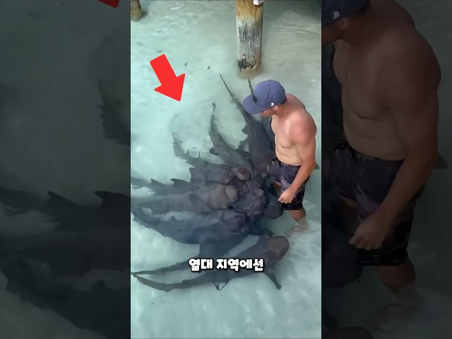 졸귀탱 상어