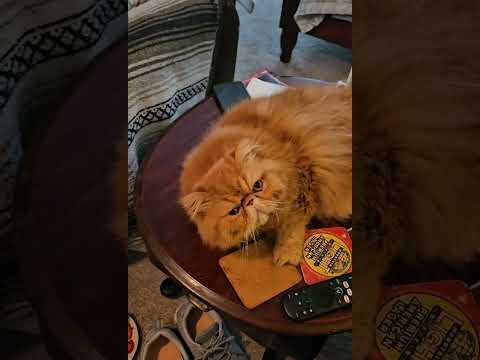 It's Monday #catcute #mondaymotivation #emotionalstatus