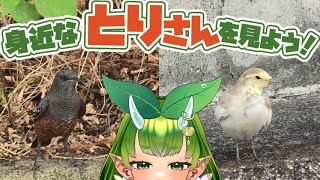 身近にいるかわいい鳥さんを観察しよう！【ハクセキレイとイソヒヨドリ】