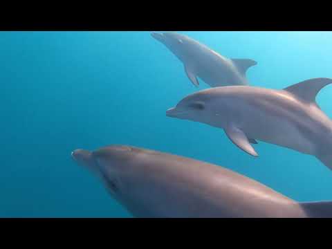 Nadar con delfines en libertad