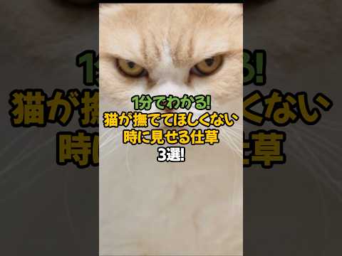 【注意】猫が「もうやめて!」と感じてる仕草3選!🐾1分で解説!