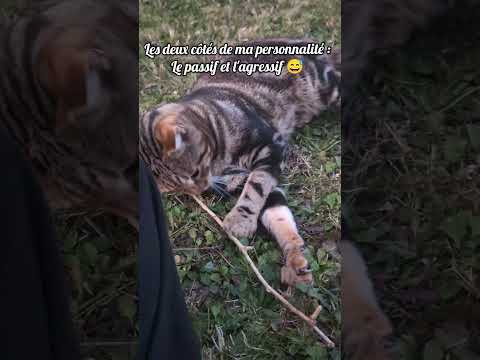 Et vous, vous êtes plutôt passif ou agressif ? #chat #chatdrole #cat #chatmignon