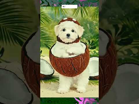 Cute dogy dancing 🥰#cute #dog #babydance #babydog #dance #shortvideo #shorts #arts_forever