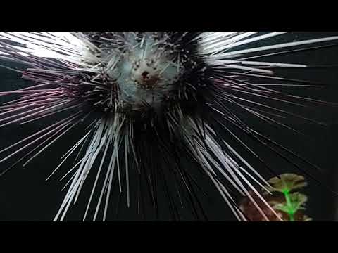 long-spined sea urchin diadema antillarum