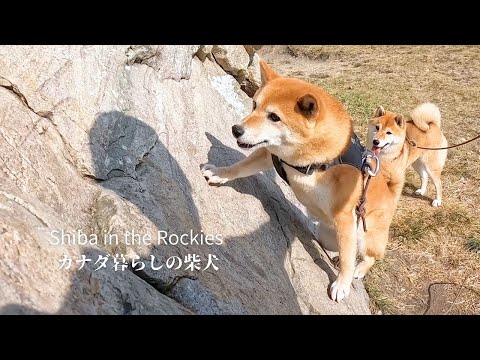 岩山が好きすぎてボルダリングにまで挑戦し始めた柴犬 [4K]