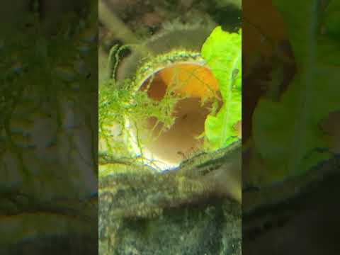 blue eye lemon pleco does it again 