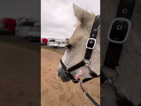 Quelqu’un veut la place ??? Nan personne chéri #horse #horsetraining