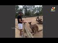 కంగారుతో జగపతి బాబు కామెడీ | Jagapathi Babu Making Fun With A Kangaroo | IndiaGlitz Telugu  - 01:26 min - News - Video