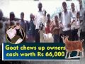 Goat chews up owner's cash worth Rs 66,000