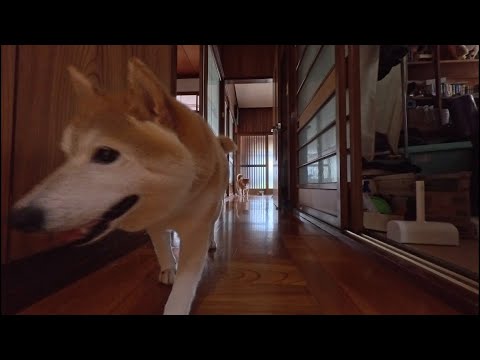 おやつのけはいをかんちしました▼