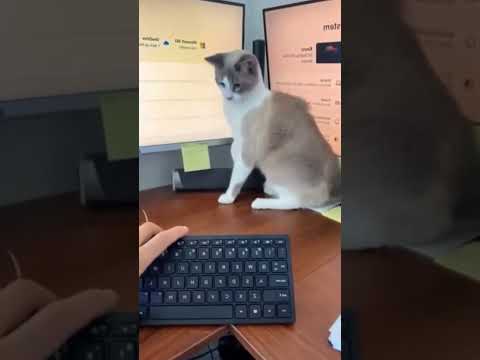 Funny cat video funny animals videos pets funny #funnycat #funnyanimals #cutecat #cats #funnypets