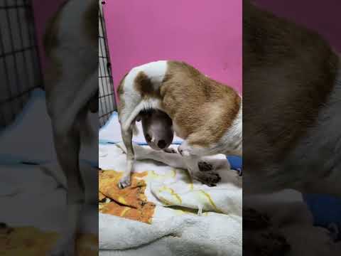 新來的吉娃娃老奶奶 美女 年紀很大，右眼白內障，視力不佳，腹部有一顆大腫瘤，但是美女老奶奶安靜乖巧，惹人憐愛，歡迎來到這個大家庭，我們會好好照顧牠！