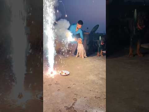 Max & Bella Say Happy Diwali to All 🪔#HappyDiwali #MaxAndBella #FestiveVibes #DogLovers #Diwali2025