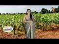 ఆముదం సాగులో మేలైన యాజమాన్యం | Castor Oil Farming | Matti Manishi | 10TV  - 05:18 min - News - Video
