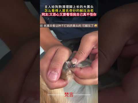 犬の脚にできた黒い頭を掃除｜癒しと驚きの解決法 サムネイル