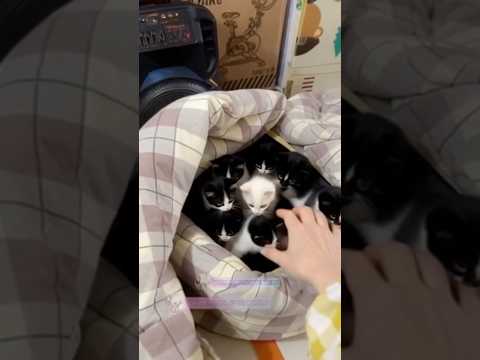 PETAK UMPET JADI KUCING #shorts