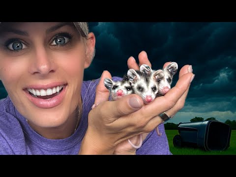 Rescuing Baby Opossums: A Feel Good Story!