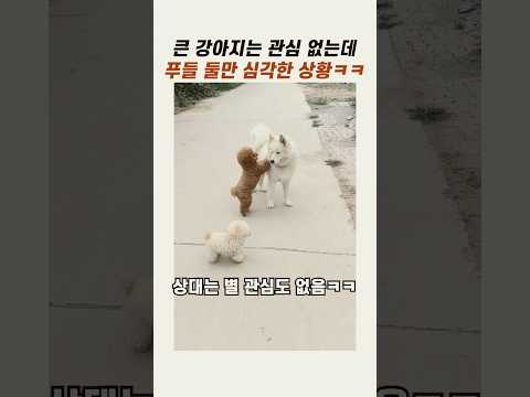 <strong>푸들</strong> 두마리만 심각한 상황 #토이푸들 #웃긴강아지 #댕댕이