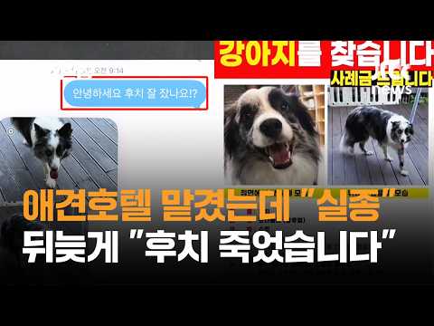 애견호텔서 실종된 후치…CCTV 복구하려 하자 "죽었습니다" / JTBC 사건반장