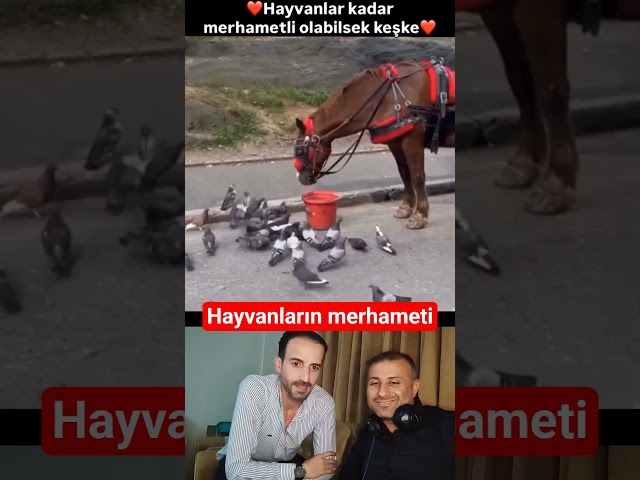Hayvanların merhameti gerçekten izlemeye değer #hayvanlar #hayvan #güvercin #funny #funnyvideo #dog