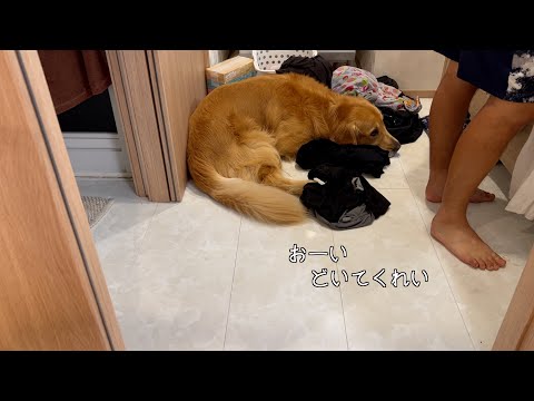 パパの匂いに埋もれて、ママの言葉が耳に入らなくなってしまったゴールデンレトリバー、、、