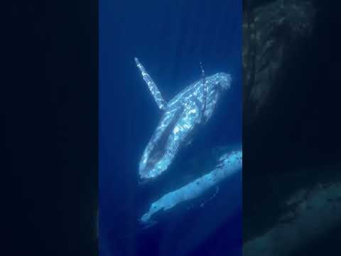 Singing and dancing whales!! #islandlife #freediving #humpbackwhale