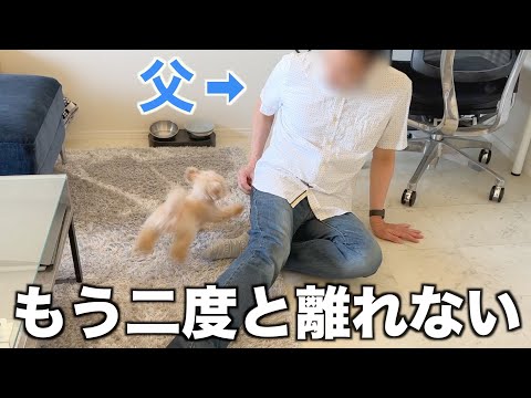 大好きな父が初めて家に遊びに来て喜びが限界突破した犬【トイプードル】