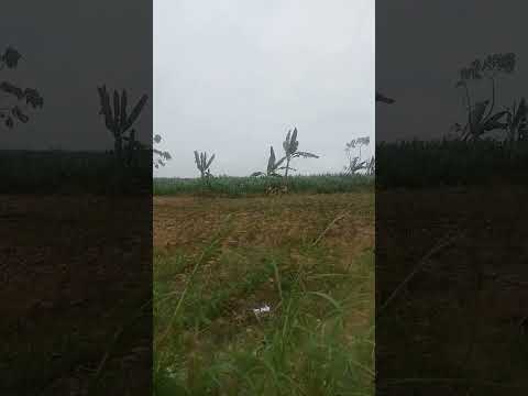 Rutinitas ngarit suket #fypシ゚viral #ngaritrumput