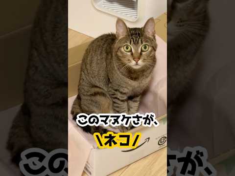 猫、真剣なのにマヌケすぎて可愛すぎる。 #保護猫 #猫 #cat #猫のいる暮らし #shorts