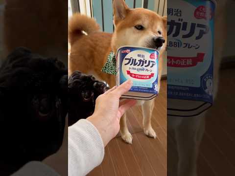 犬の動画サムネイル - ペロペロ🐶 #dog #ジブリ #柴犬 #パグ #わんこ #doggie #pug #shibadog #pet #hungry #おやつ #フードファイター #愛犬  #short #shiba