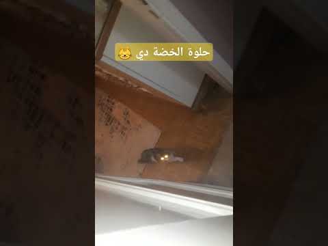 برافووووو حلو اوي الخضة دي #cat #beautiful #meaw #kitten #cute #lovecats #animals #funny #viralshort