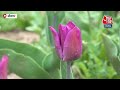 Srinagar में एशिया के सबसे बड़े Tulip Garden में फूलों की बहार, 23 March से आम लोगों के लिए खुलेगा  - 02:18 min - News - Video