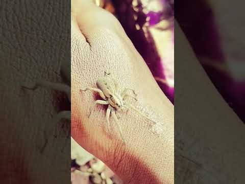 Spiders are just amazing #SpiderLove #wildlife #nature #wolfspider #fyp #trend