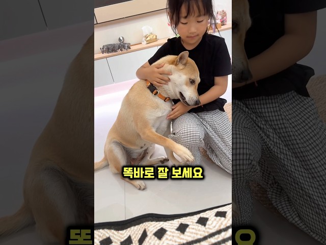 댕댕이가 소녀 옆에서 울고 있는 이유
