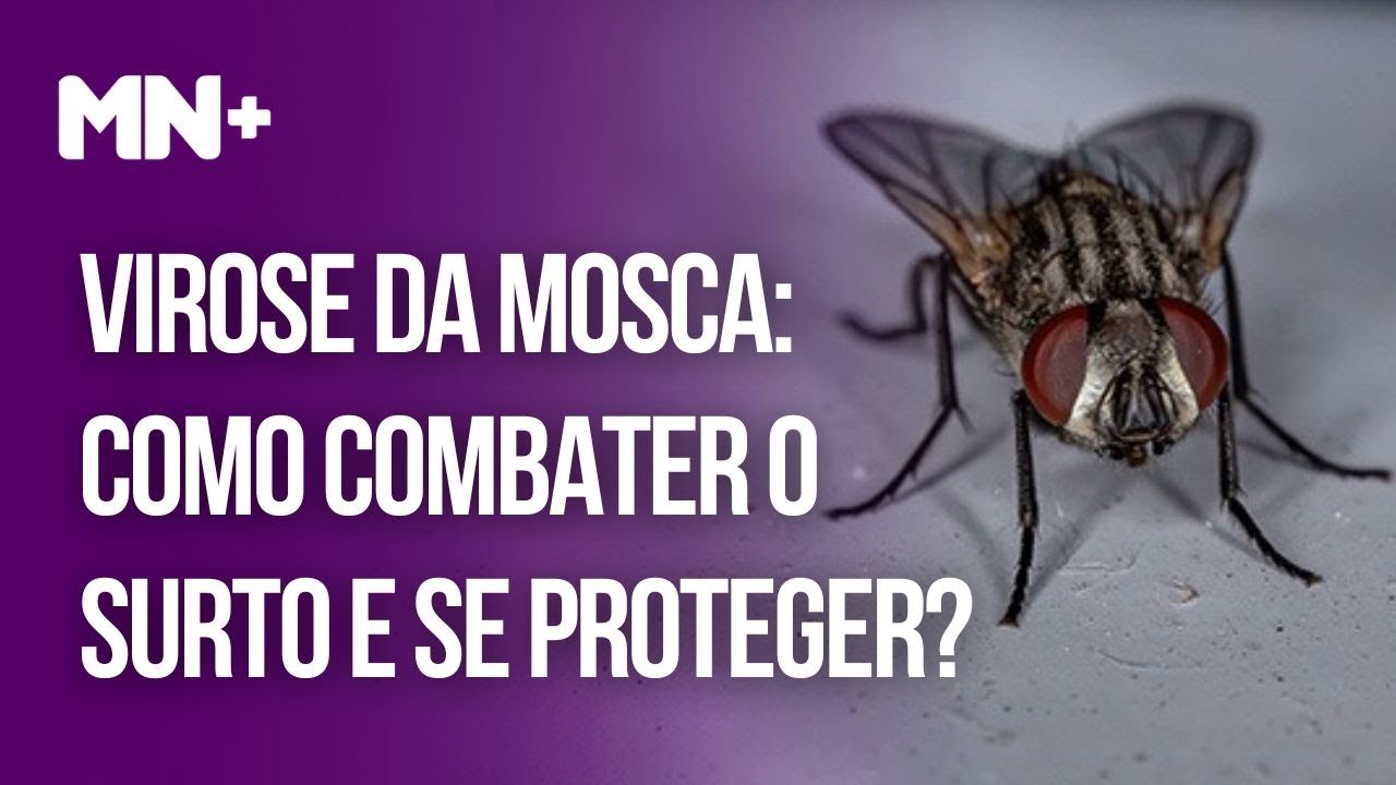 Virose Da Mosca Como Combater O Surto E Se Proteger